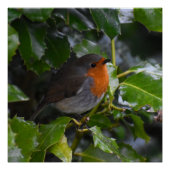 Poster Robin (Devant)