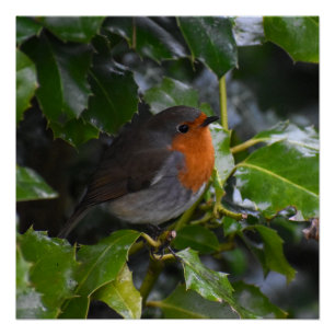 Poster Robin