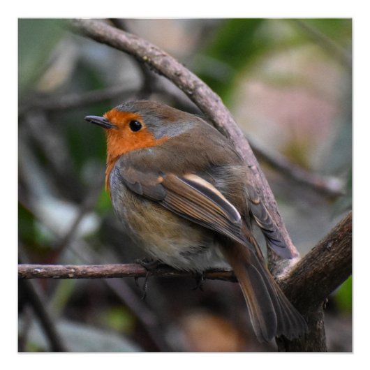 Poster Robin (Devant)