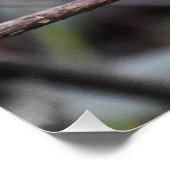 Poster Robin (Coin)