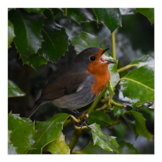 Poster Robin (Devant)