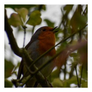 Poster Robin