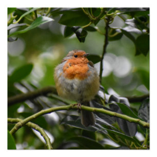 Poster Robin