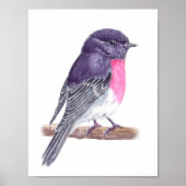 Poster Robin (Devant)