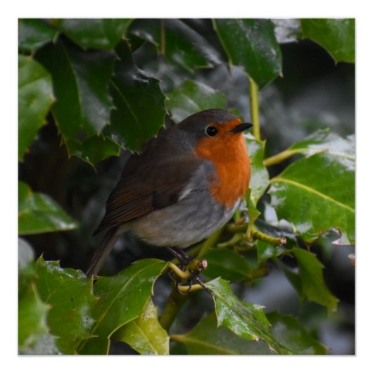 Poster Robin (Devant)