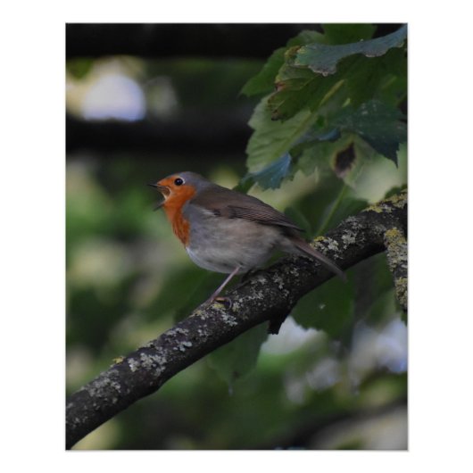 Poster Robin (Devant)
