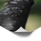 Poster Robin (Coin)