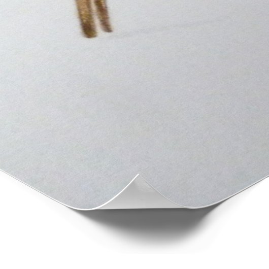 Poster Robin 2011 (Coin)