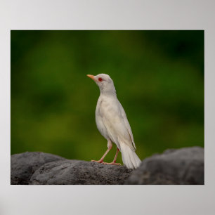 Poster Robin albino 20x16 dans Crown Point
