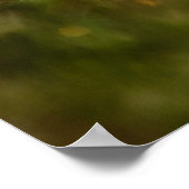 Poster Robin américain (Coin)