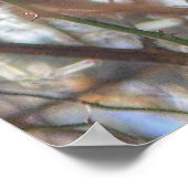 Poster Robin américain (Coin)