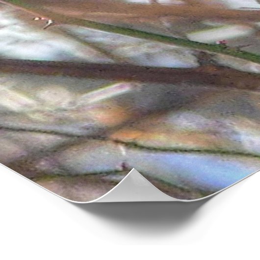 Poster Robin américain (Coin)