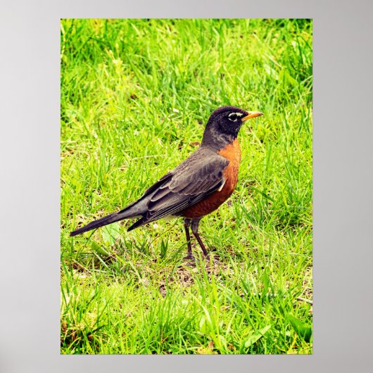 Poster Robin américain (Devant)