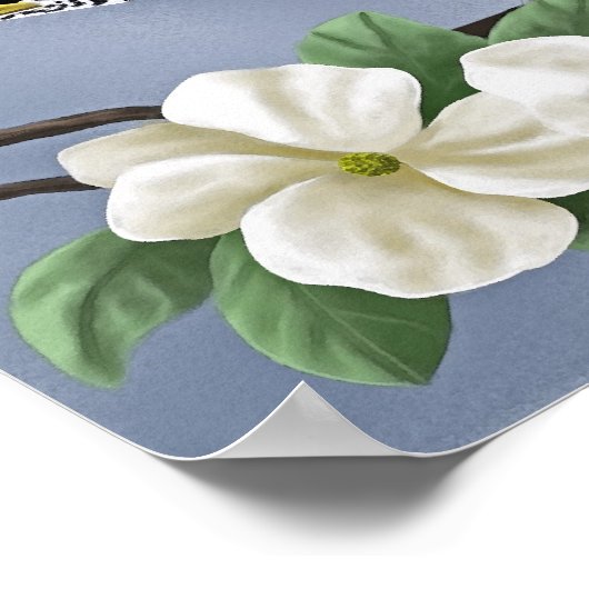 Poster Robin américain (Coin)