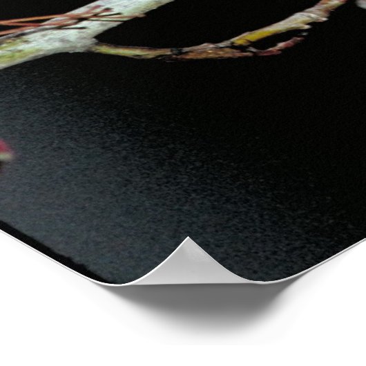 Poster Robin américain et baies rouges (Coin)