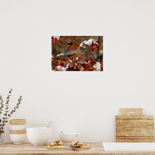 Poster Robin américain masculin à Hawthorn noir (Cuisine)