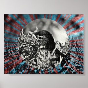 Poster Robin bébé