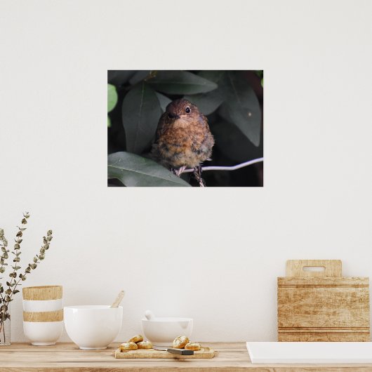 Poster Robin bébé mignonne (Cuisine)