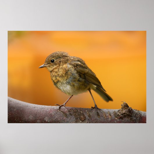 Poster Robin Bébé Sur Une Branche D'Arbre (Devant)
