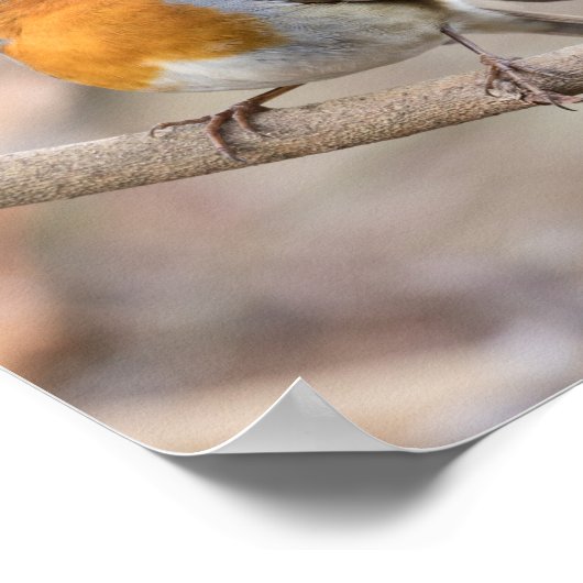 Poster Robin Bird (Coin)