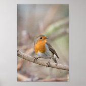 Poster Robin Bird (Devant)