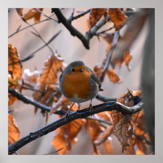 Poster Robin Dans Les Haies (Devant)