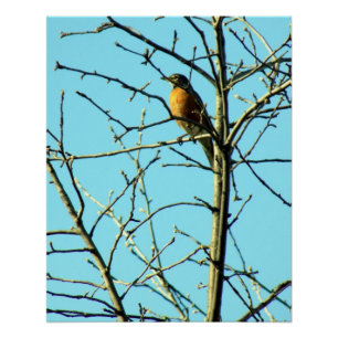 Poster Robin de ressort