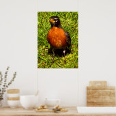 Poster Robin de ressort (Cuisine)