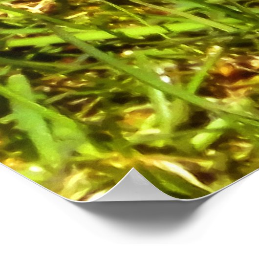 Poster Robin de ressort (Coin)