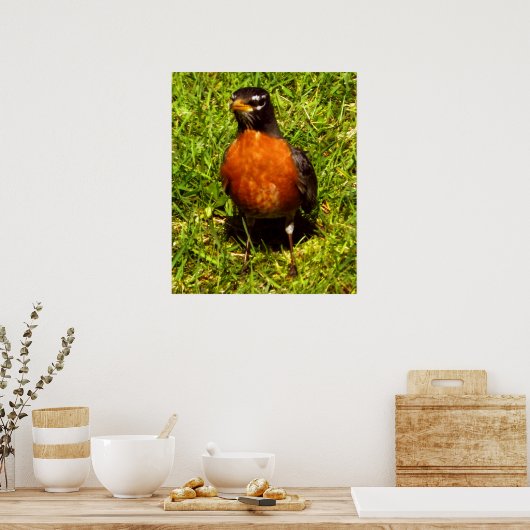 Poster Robin de ressort (Cuisine)