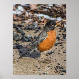 Poster Robin du printemps