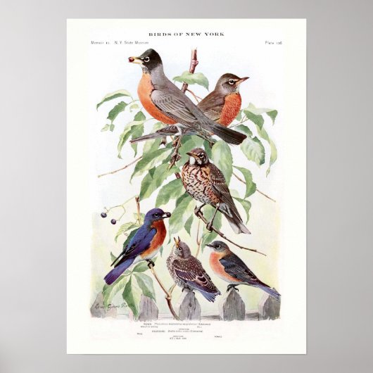 Poster Robin et Bluebird (Devant)