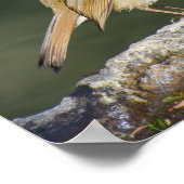 Poster Robin européen (Coin)