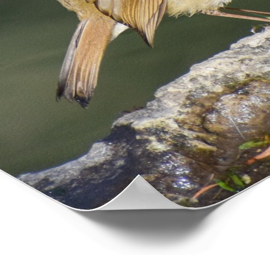 Poster Robin européen (Coin)