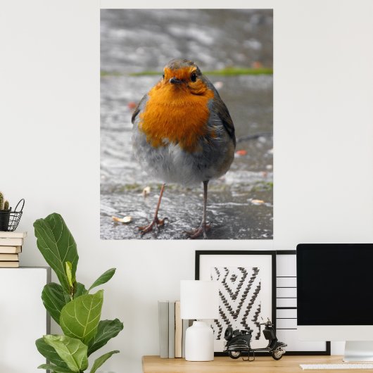 Poster Robin européen (Bureau à domicile)