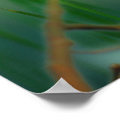 Poster Robin européen (Coin)