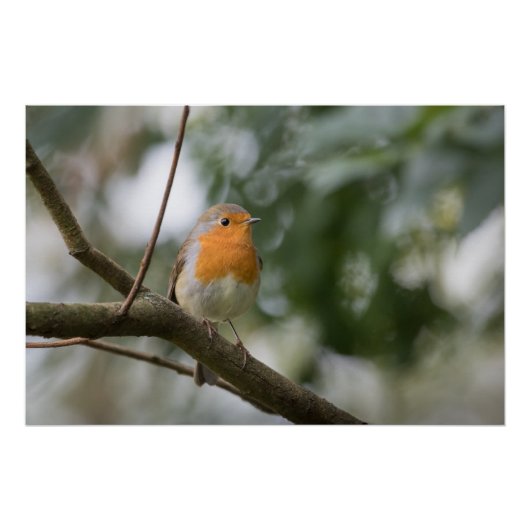 Poster Robin Nature Photo (Devant)