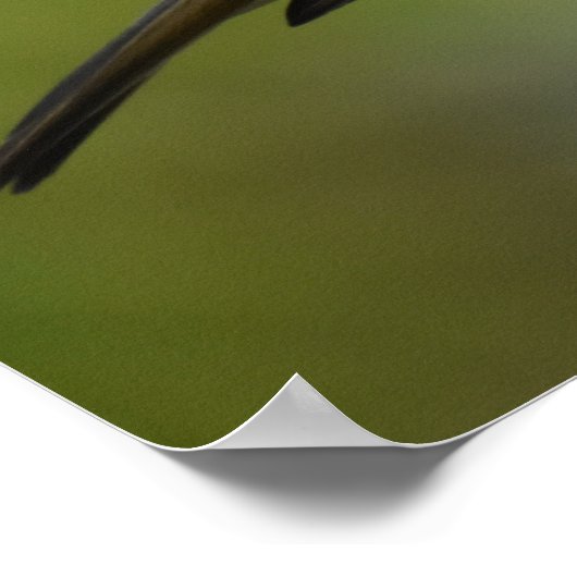 Poster Robin Posing (Coin)