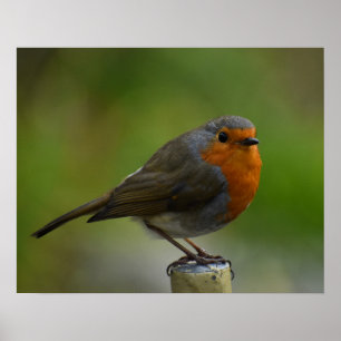 Poster Robin Posing