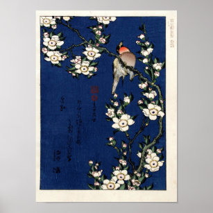 Poster Robin sur une branche de fleurs de cerisiers par K