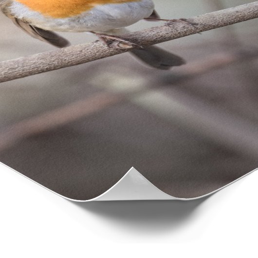 Poster Robin Wildlife Photo (Coin)