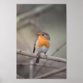 Poster Robin Wildlife Photo (Devant)