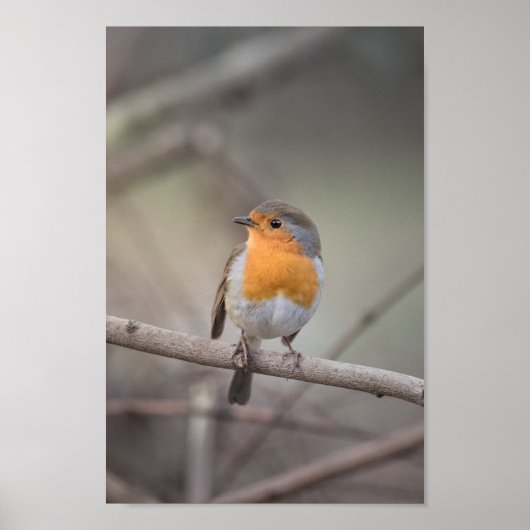Poster Robin Wildlife Photo (Devant)