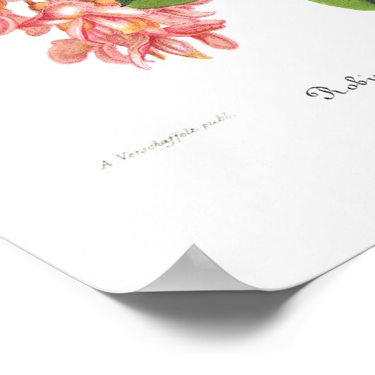 Poster Robinie pseudo-acacia (Coin)