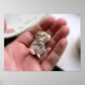 Poster Robo Pup (Devant)