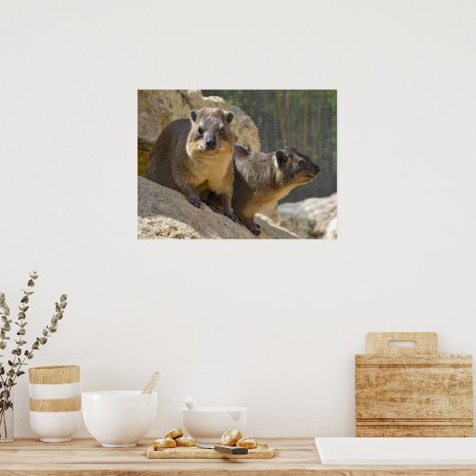 Poster Rocher hyrax sur pierre (Cuisine)
