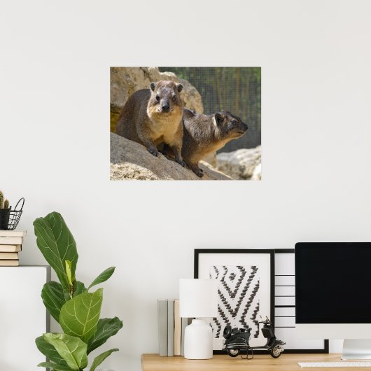 Poster Rocher hyrax sur pierre (Bureau à domicile)