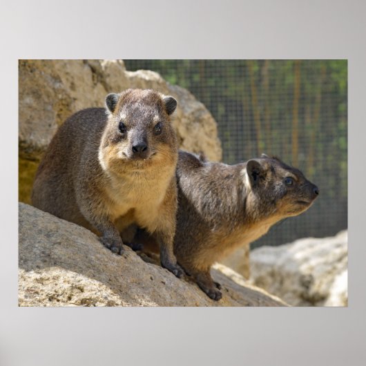Poster Rocher hyrax sur pierre (Devant)