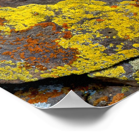 Poster Roches couvertes de Lichen (Coin)