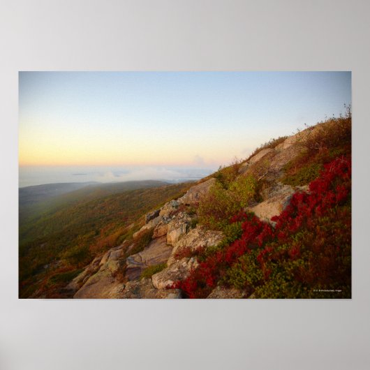 Poster Rocheuses, Fleurs rouges, Parc national Acadia (Devant)